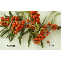 Hippophae rhamnoides ´Aromat´ / Rakytník řešetlákový, samičí r., K9