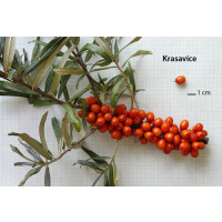 Hippophae rhamnoides ´Krasavice´ / Rakytník řešetlákový, samičí r., K9
