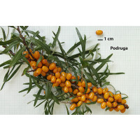 Hippophae rhamnoides ´Podruga´ / Rakytník řešetlákový, samičí r., K9