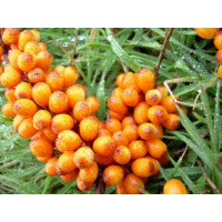 Hippophae rhamnoides ´Klaudie´/ Rakytník řešetlákový, 30-40 cm, K9