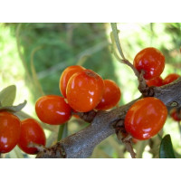 Hippophae rhamnoides ´Krasavice´ / Rakytník řešetlákový, samičí r., K9