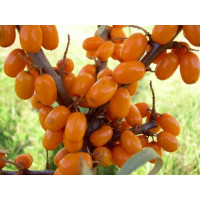 Hippophae rhamnoides / Rakytník řešetlákový kolekce, pár rostlin, 2x K9