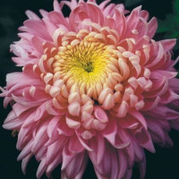 Dendranthema x indicum / Chrysanthemum ´Holiday Rose´ / Chryzantéma / Listopadka indická, K9