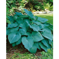 Hosta ´Blue Angel´ / Hosta / Bohyška / Funkie, K9/C1