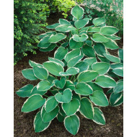 Hosta ´Francee´ / Bohyška / Funkie, K9