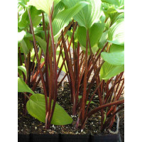 Hosta ´Red October´ / Funkie / Bohyška modrozelená, K11