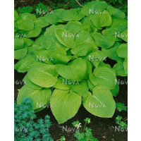 Hosta ´August Moon´ / Bohyška / Funkie, K9