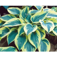 Hosta ´First Frost´ / Bohyška / Funkie, K11