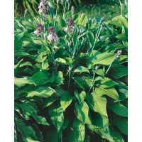 Hosta ´Hyacinthina´ / Bohyška / Funkie, C1