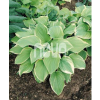 Hosta ´Fragrant Bouquet´ / Hosta / Bohyška / Funkie, K14