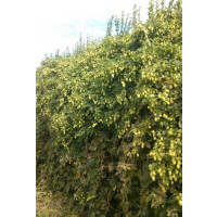 Humulus lupulus / Okrasný chmel , K11