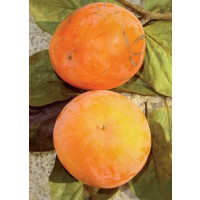 Diospyros kaki ´Tipo´ / Tomel japonský / Hurmi kaki, 150-200 cm, VK