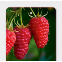 Rubus idaeus ´HUSARIA®´ / Maliník červený, C1