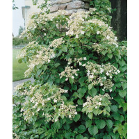 Hydrangea anomala petiolaris / Popínavá hortenzie, 20-30 cm, K9