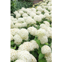 Hydrangea arborescens ´Annabelle´ / Hortenzie stromečková, 30-40 cm, C3