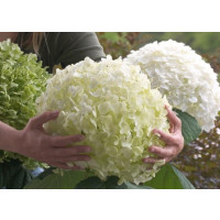 Hydrangea arborescens ´Strong Annabelle´® / Hortenzie stromečková, C5
