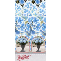 Hydrangea macr. bicolor ´Bavaria´/ Hortenzie dvoubarevná, 30-40 cm, C2