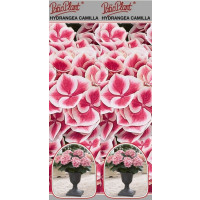 Hydrangea macr. bicolor ´Camilla´/ Hortenzie dvoubarevná, 15-20 cm, K12