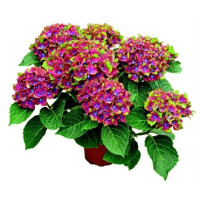 Hydrangea macrophylla ´Schloss Wackerbarth´® / Hortenzie velkolistá, K12