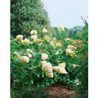 Hydrangea paniculata ´Grandiflora´ / Hortenzie latnatá , 40-50 cm, C3