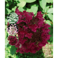 Hydrangea paniculata ´Wims Red´® / Hortenzie latnatá,40-60, C2