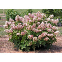Hydrangea quercifolia ´Alice´ / Hortenzie dubolistá, 30-50 cm, C3