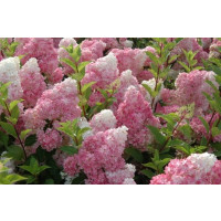 Hydrangea paniculata ´VANILLE Fraise®´ / Hortenzia latnatá, 25-30 cm, C1,5