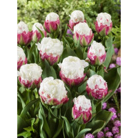 Tulipa ´Ice Cream´ / Tulipán, bal. 5 ks, 11/12