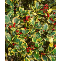 Ilex altaclerensis ´Golden King´ / Cesmína, 30-40 cm, C3