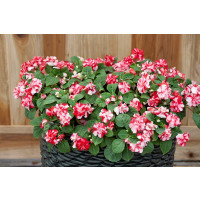 Impatiens ´Musica Bicolor Cherry´ / Netýkavka dvoubarevná, bal. 6 ks sadbovačů