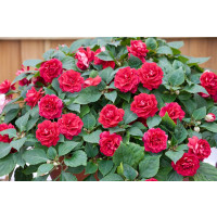 Impatiens ´Musica Elegant Red´ / Netýkavka červená, K7
