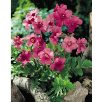 Incarvillea delavayi / Dvojostice Delavayova, K14