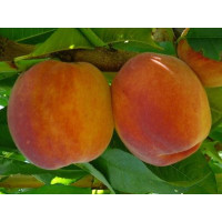 Prunus persica ´Inka´ / Broskvoň, GF 677