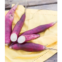 Smallanthus sonchifolius´Inka Red´, Yakon / Jakon, K12