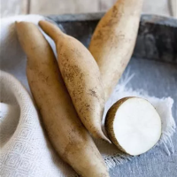 Smallanthus sonchifolius´Inka´, Yakon / Jakon, K12