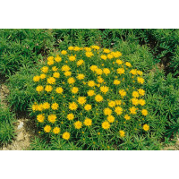 Inula ensifolia ´Compacta´ / Oman mečolistý, K9