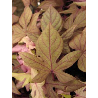 Ipomoea ´Papas Bronze´® / Povíjnice, K7