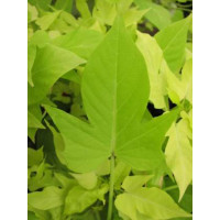 Ipomoea ´Compact Yellow´  / Ipomea svetlozelená / Povíjnice, bal. 6 ks sadbovačů