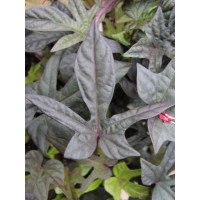 Ipomoea ´Papas Red´® / Povíjnice, bal. 6 ks, 6x K7