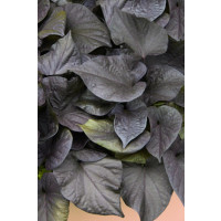 Ipomoea ´Papas Basket®Black Heart® / Povíjnice, bal. 6 ks sadbovačů