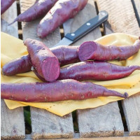 Ipomoea batata ´Erato® Violet / Sladký brambor, K12