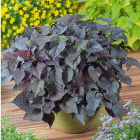 Ipomoea ´Papas ®Purple Heart® / Povíjnice, bal. 3 ks, 3xK7