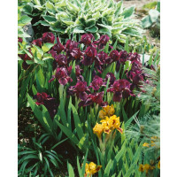 Iris pumila ´Cherry Garden´ / Kosatec nízký, C1,5