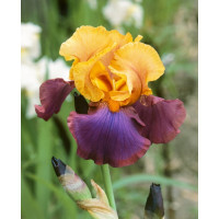 Iris germanica ´Gala Madrid´ / Kosatec , K9