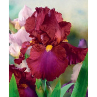 Iris germanica ´Red Zinger´ / Kosatec německý , I.