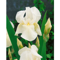 Iris germanica ´White Knight´ / Kosatec německý , I.