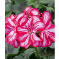 Pelargonium pelt. Grandeur® ´Ivy Arctic Burgundy´ / Muškát převislý, K7