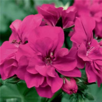 Pelargonium pelt. ´Grandeur® Ivy Magenta´/ Muškát, bal. 3 ks, 3x K7