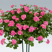 Pelargonium pelt. PAC® ´Ivy Pink´ / Muškát, bal. 6 ks sadbovačů