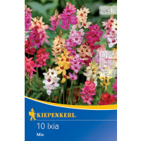 Ixia mixed / Směs ixií, bal. 10 ks, 5/+